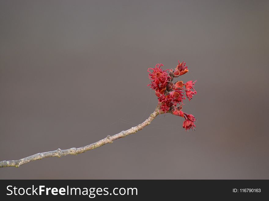 Twig, Branch, Close Up, Macro Photography