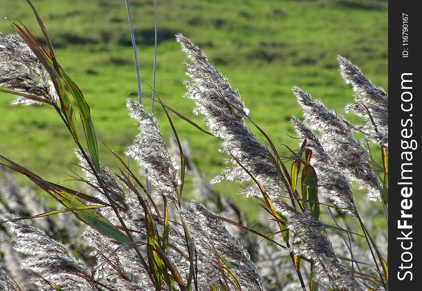 Plant, Flora, Grass, Grass Family