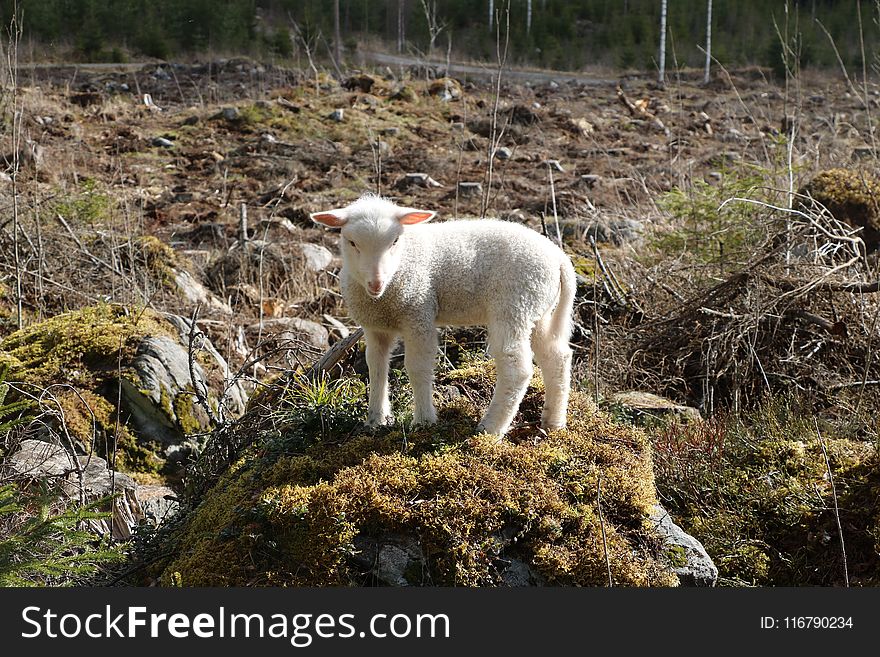 Wildlife, Mountain Goat, Grass, Sheep