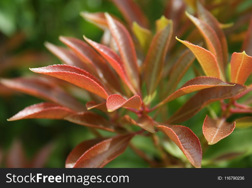 Plant, Vegetation, Flora, Leaf