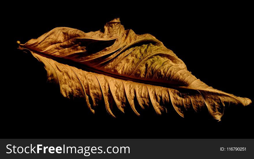 Leaf, Organism, Formation, Still Life Photography