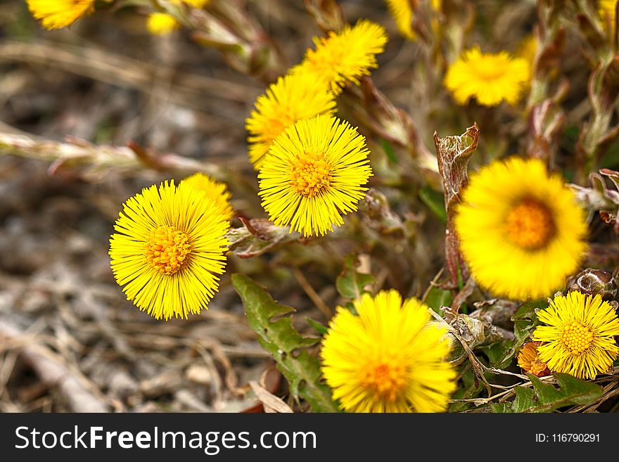 Flower, Yellow, Flora, Plant