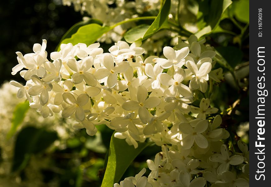 Plant, Flora, Flower, Nannyberry