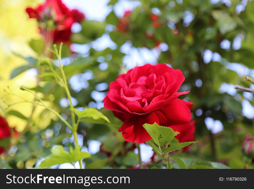 Flower, Rose, Red, Rose Family