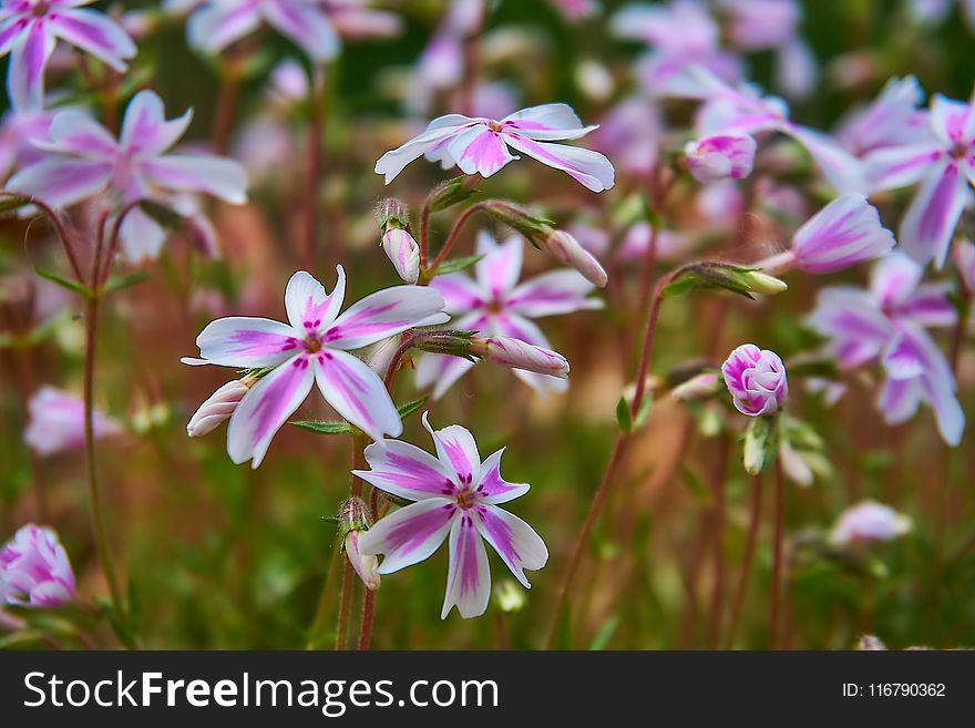 Flower, Plant, Flora, Flowering Plant