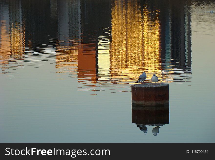 Reflection, Water, Calm, Tree