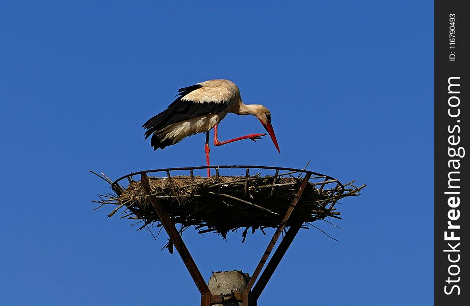 Bird, Stork, Sky, White Stork
