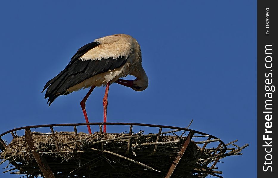 Stork, Bird, White Stork, Ciconiiformes