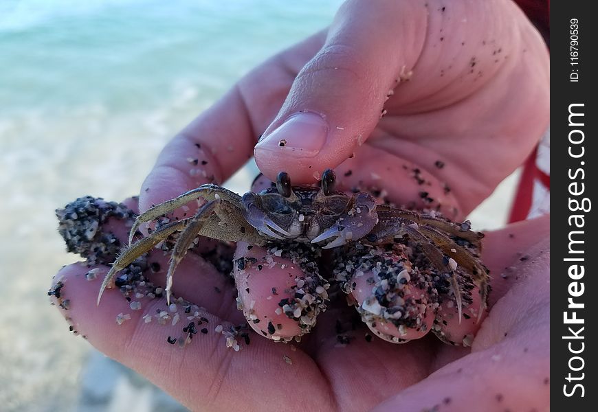 Crab, Decapoda, Dungeness Crab, Crustacean
