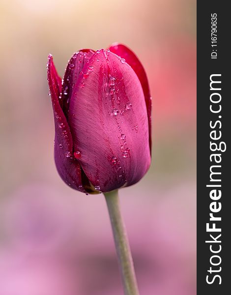 Flower, Pink, Flora, Close Up