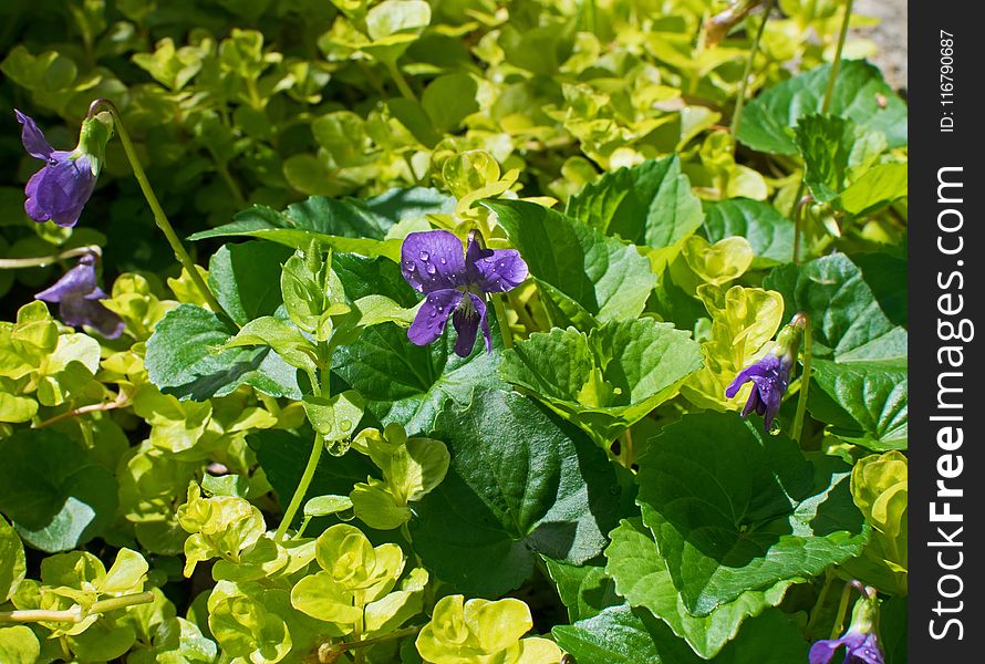 Plant, Flower, Violet Family, Annual Plant