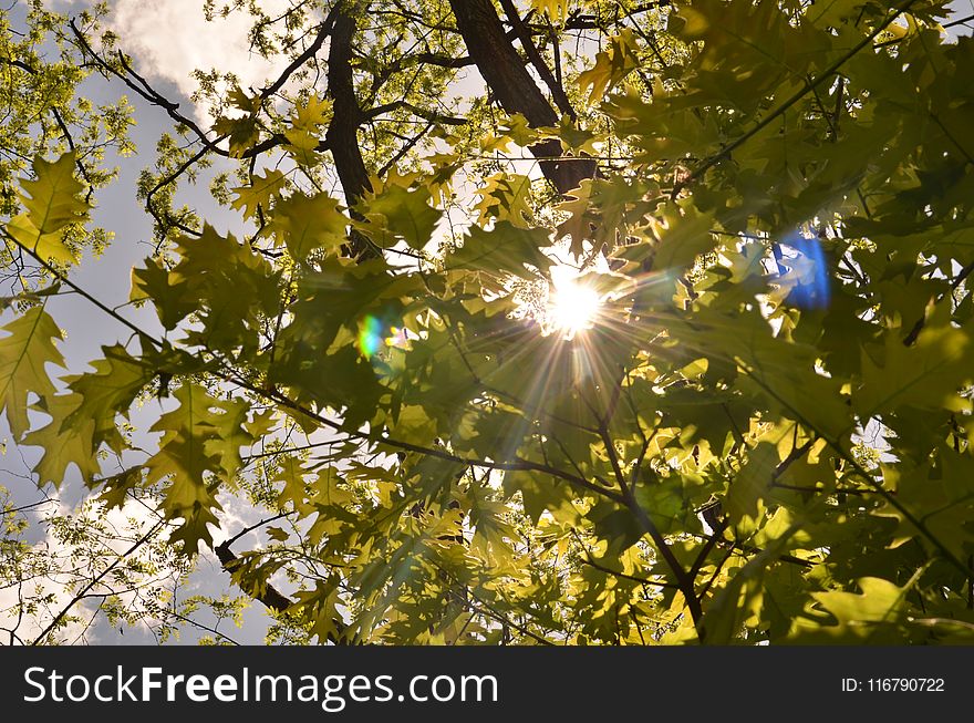 Nature, Branch, Leaf, Tree