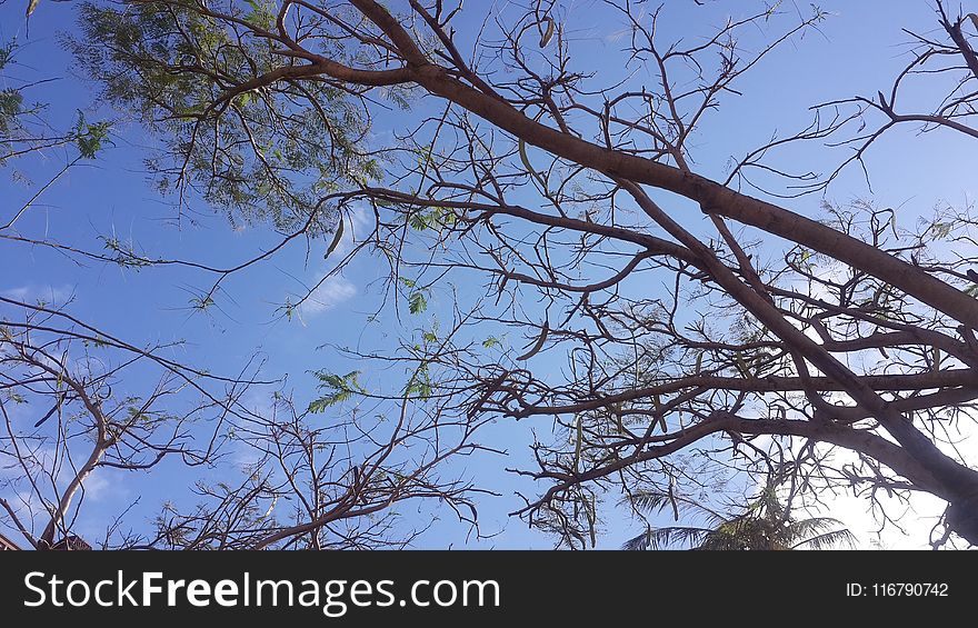 Branch, Tree, Sky, Leaf