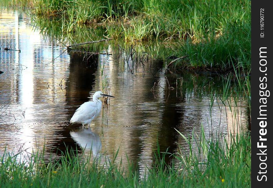 Bird, Water, Ecosystem, Fauna