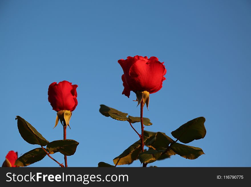 Sky, Red, Flower, Rose Family