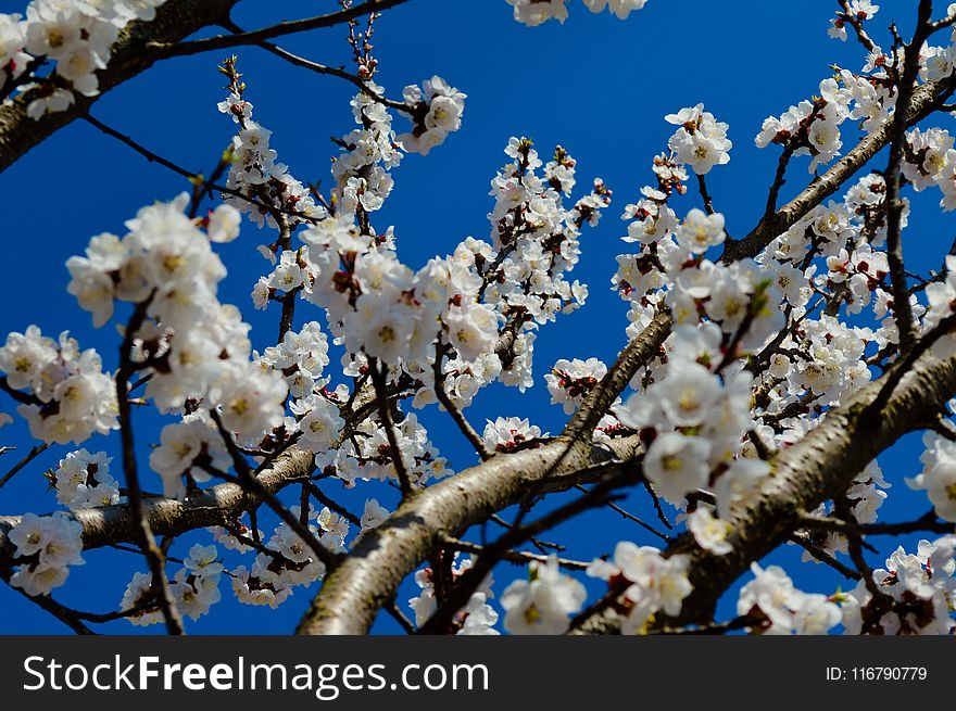 Blue, Blossom, Branch, Spring