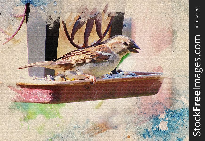 Fauna, Bird, Sparrow, Feather