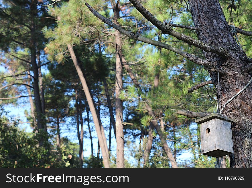 Tree, Nature Reserve, Branch, Plant