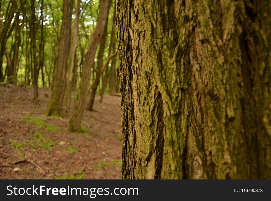 Ecosystem, Tree, Woodland, Forest