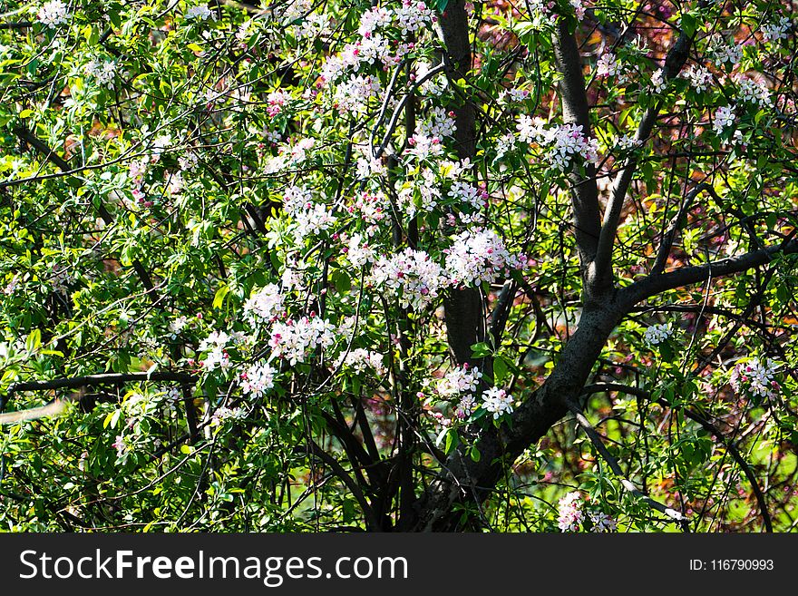 Plant, Flora, Tree, Vegetation