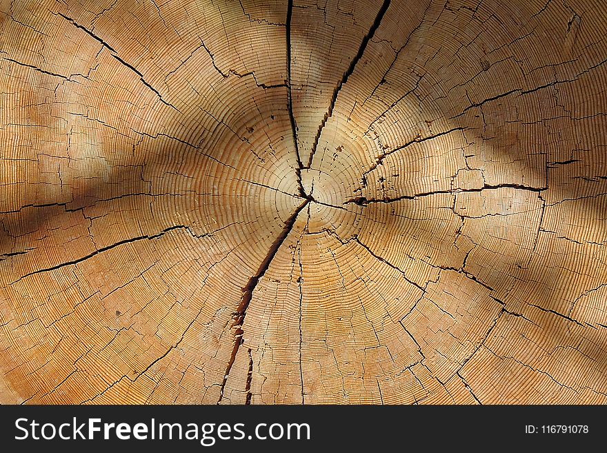Wood, Close Up, Texture, Tree