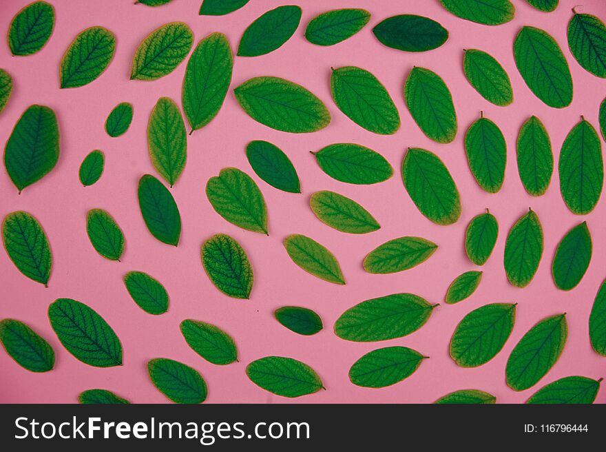 Green leaves acacia floral pattern on a pink background.