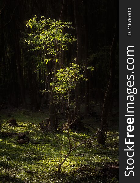 Light falling on isolated young tree with a dark background during early summer