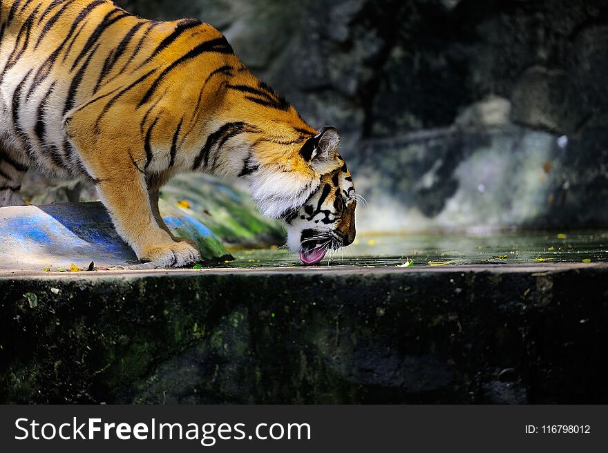 Tiger hungry Drinking Water