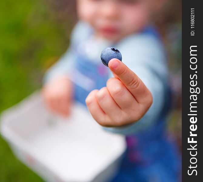 Little girl gathering blueberries showing one into the camera dof. Little girl gathering blueberries showing one into the camera dof