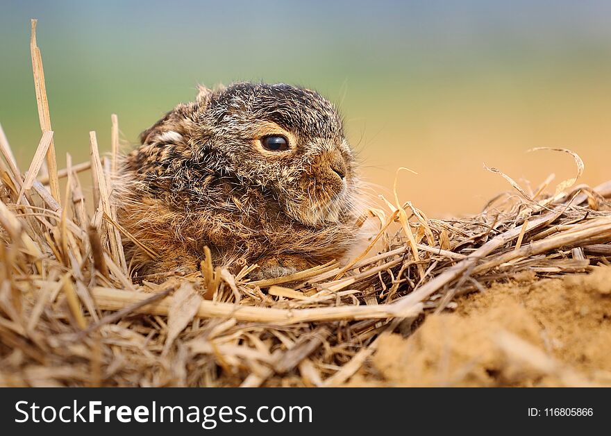 Adorable baby hare lepus europaeus in field. Adorable baby hare lepus europaeus in field