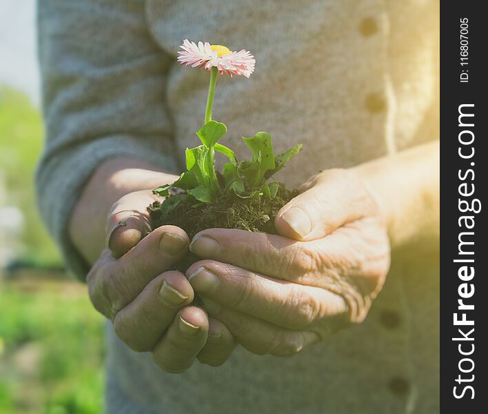 Elderly woman holding a flower in her hands. Elderly woman holding a flower in her hands.