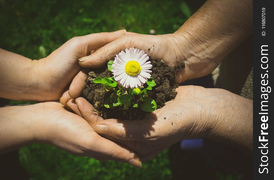 Two hands holding together young flower outdoors. Top view. Two hands holding together young flower outdoors. Top view.