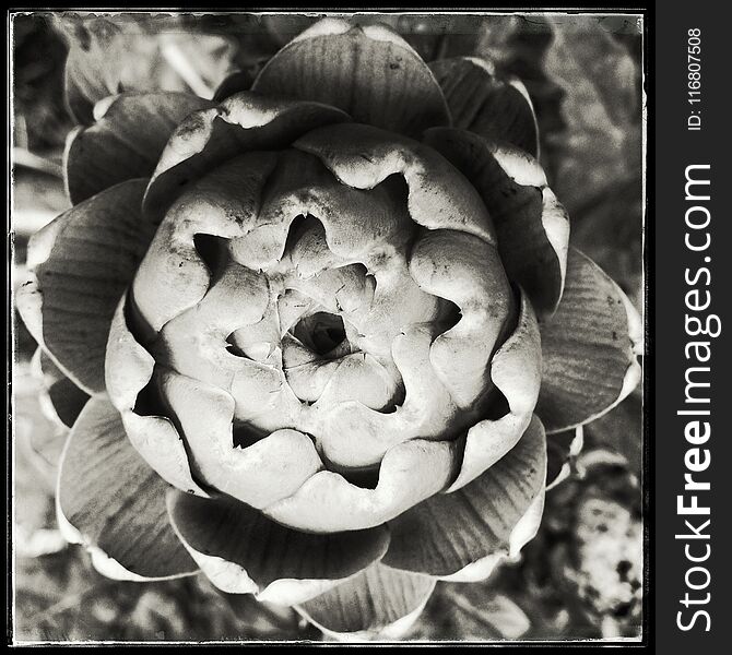 Closeup of a budding artichoke in a vegetable garden, viewed from above, monochrome framed portrait. Closeup of a budding artichoke in a vegetable garden, viewed from above, monochrome framed portrait