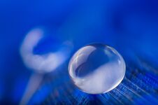 A Abstract Image Of Blue Color Fluffy Feathers With One Macro Dew Water Drop, Beautiful Natural Background. Stock Photos