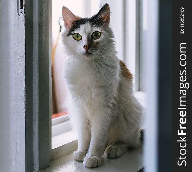 White Cat Portrait