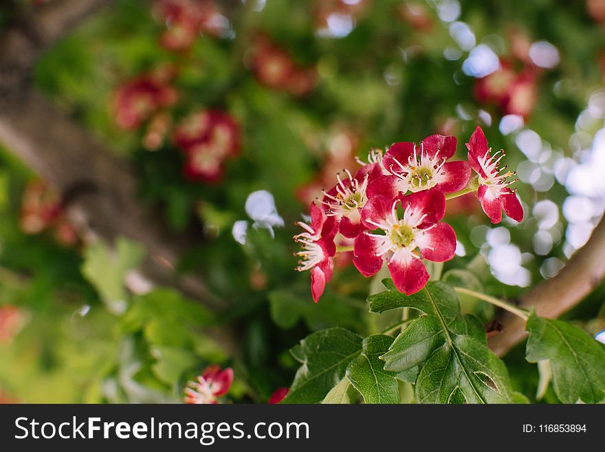 Selective Focus Photography Of Red 5-petaled Flowers