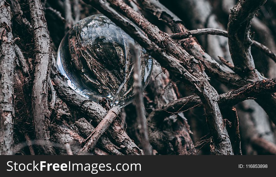 Macro Shot Photography of Bubble Between Driftwoods