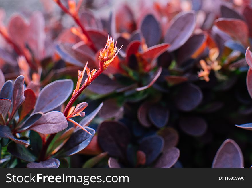 Close Up Photo Of Purple Leaf Plant