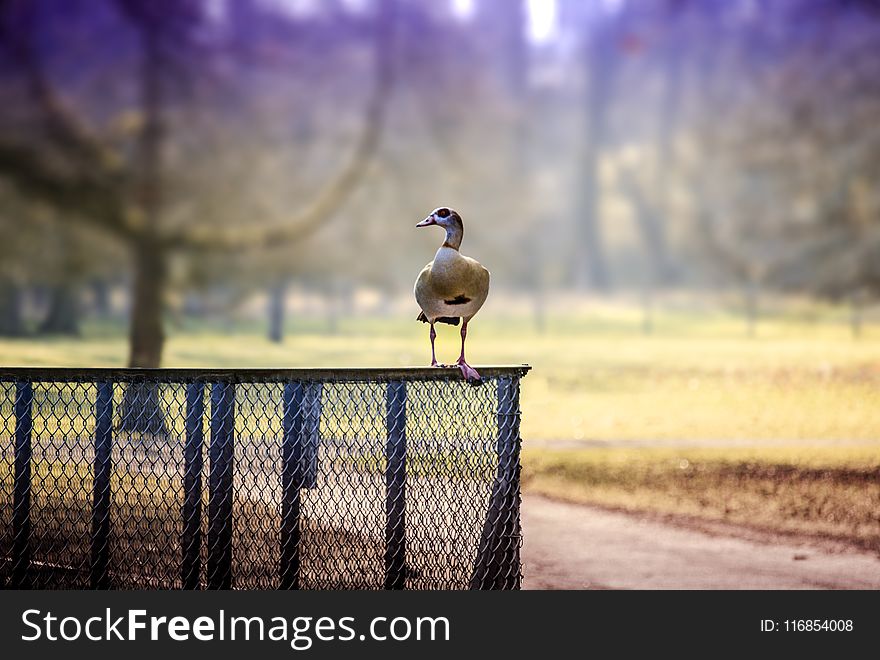Selective Focus Photography of Goose Perched on Chain Link Fence