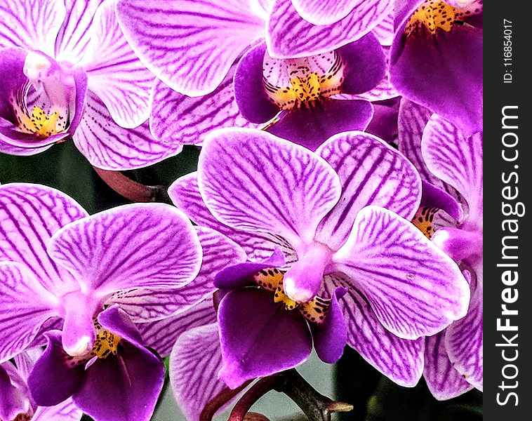 Purple Orchids