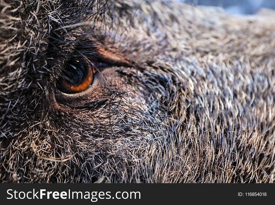 Close-up Photography of Animal&#x27;s Eye