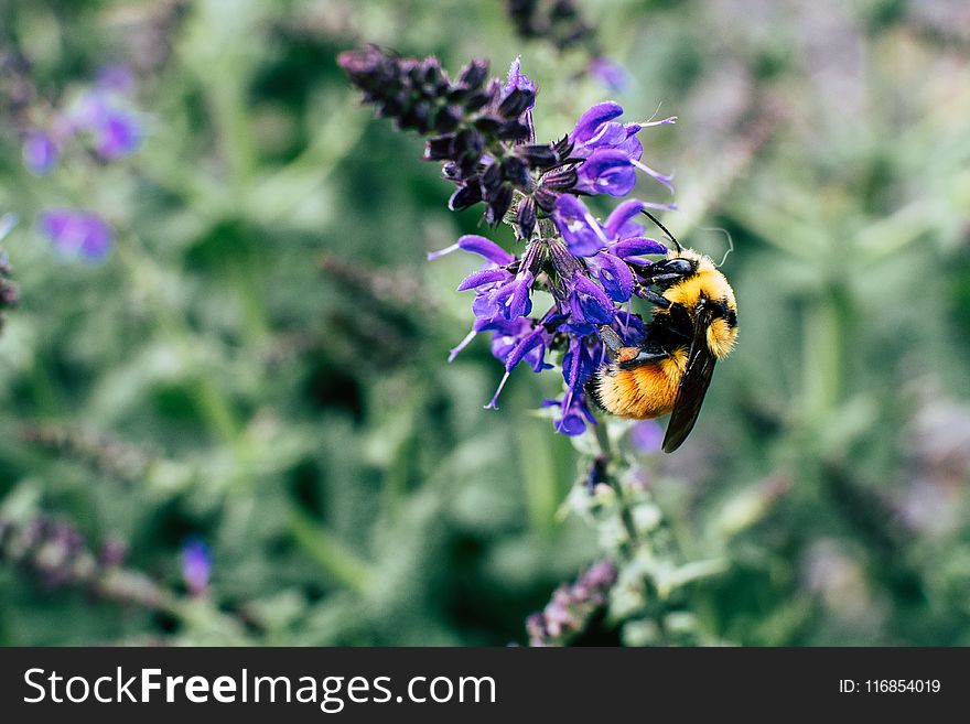 Macro Shot Of Black and Yellow Bee On Purple Flower