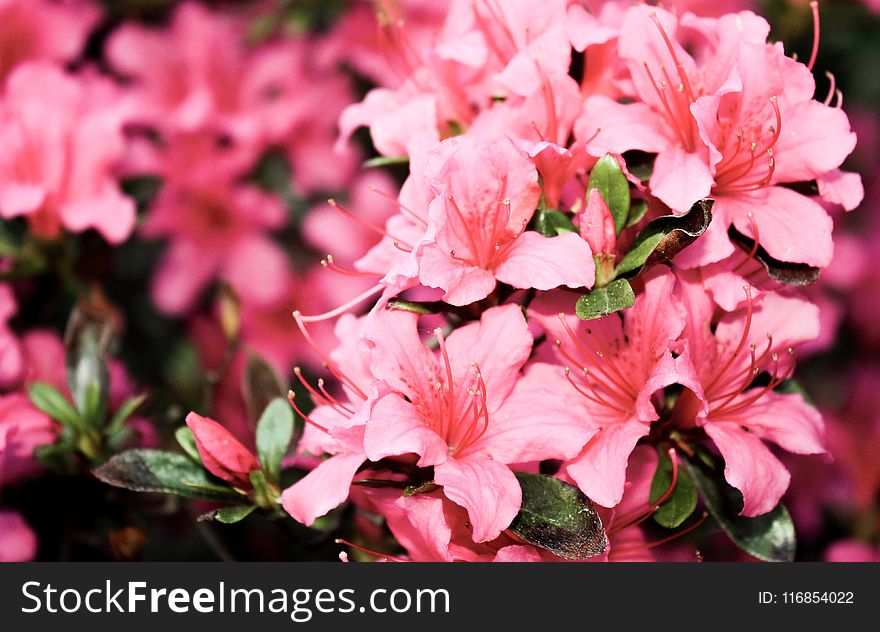 Shallow Focus Photography of Pink Petaled Flowers