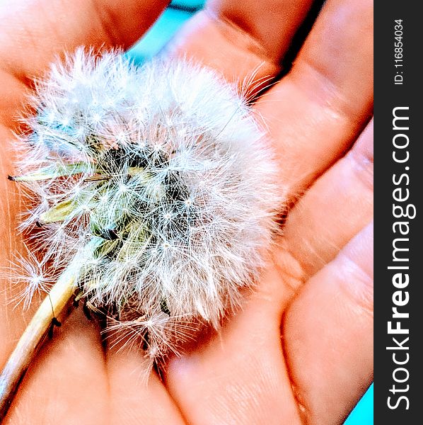 White Dandelion on Person&#x27;s Hand