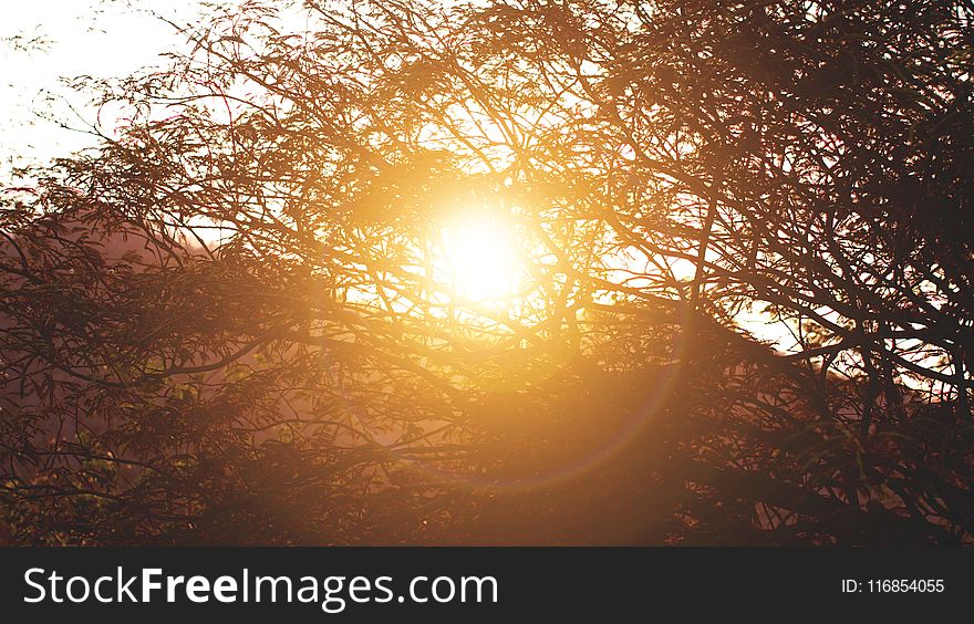 Sunrise Behind Silhouette of Tree