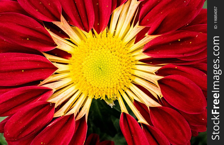 Red and Yellow Zinnia Flower in Macro Photo