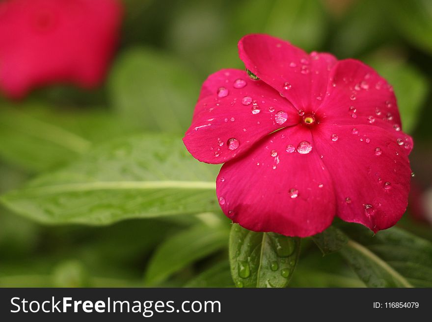 Red Petaled Flower With Rain Drops