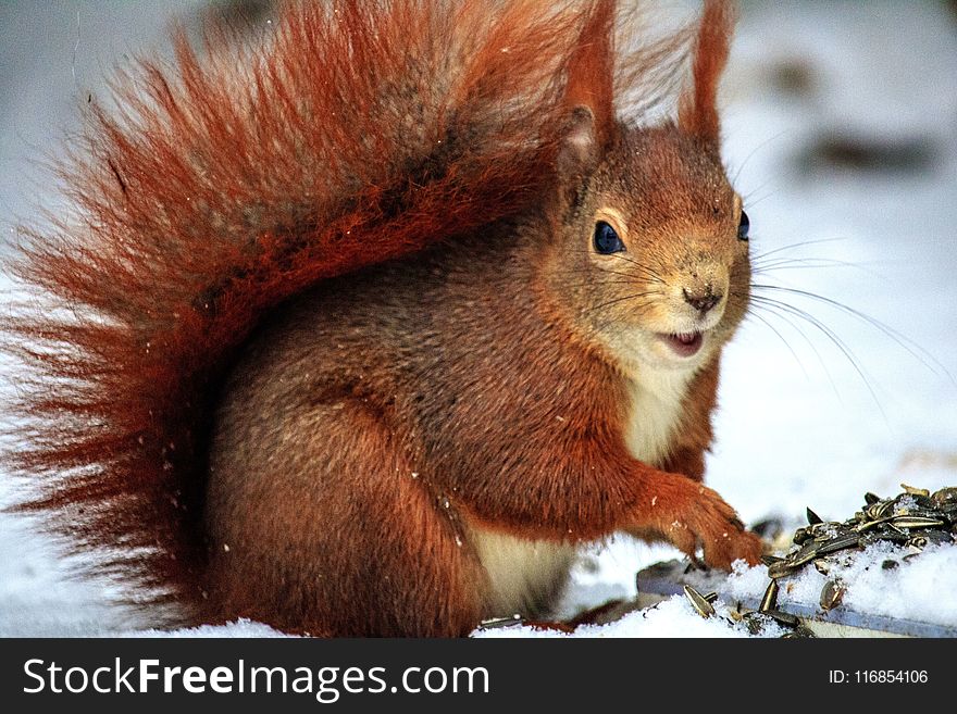 Brown Squirrel Above Snow at Daytime in Selective Focus Photo