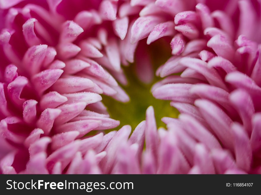 Macro Photography of Flower Petals