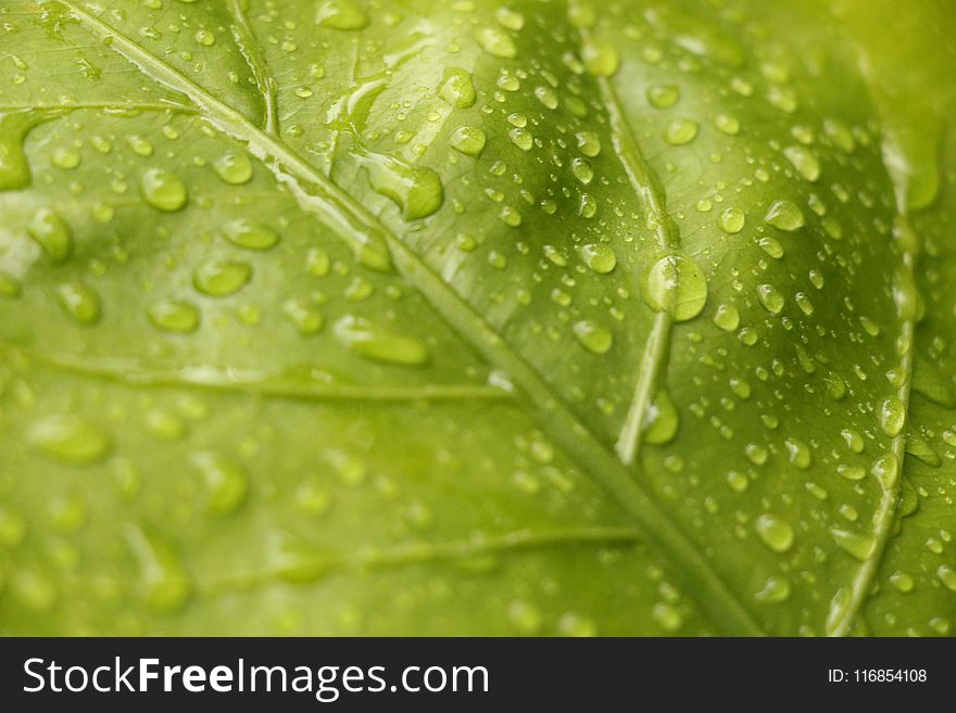 Closeup View Of Green Leaf With Rain Drops